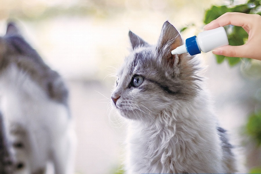 Veterinary Drug Packaging